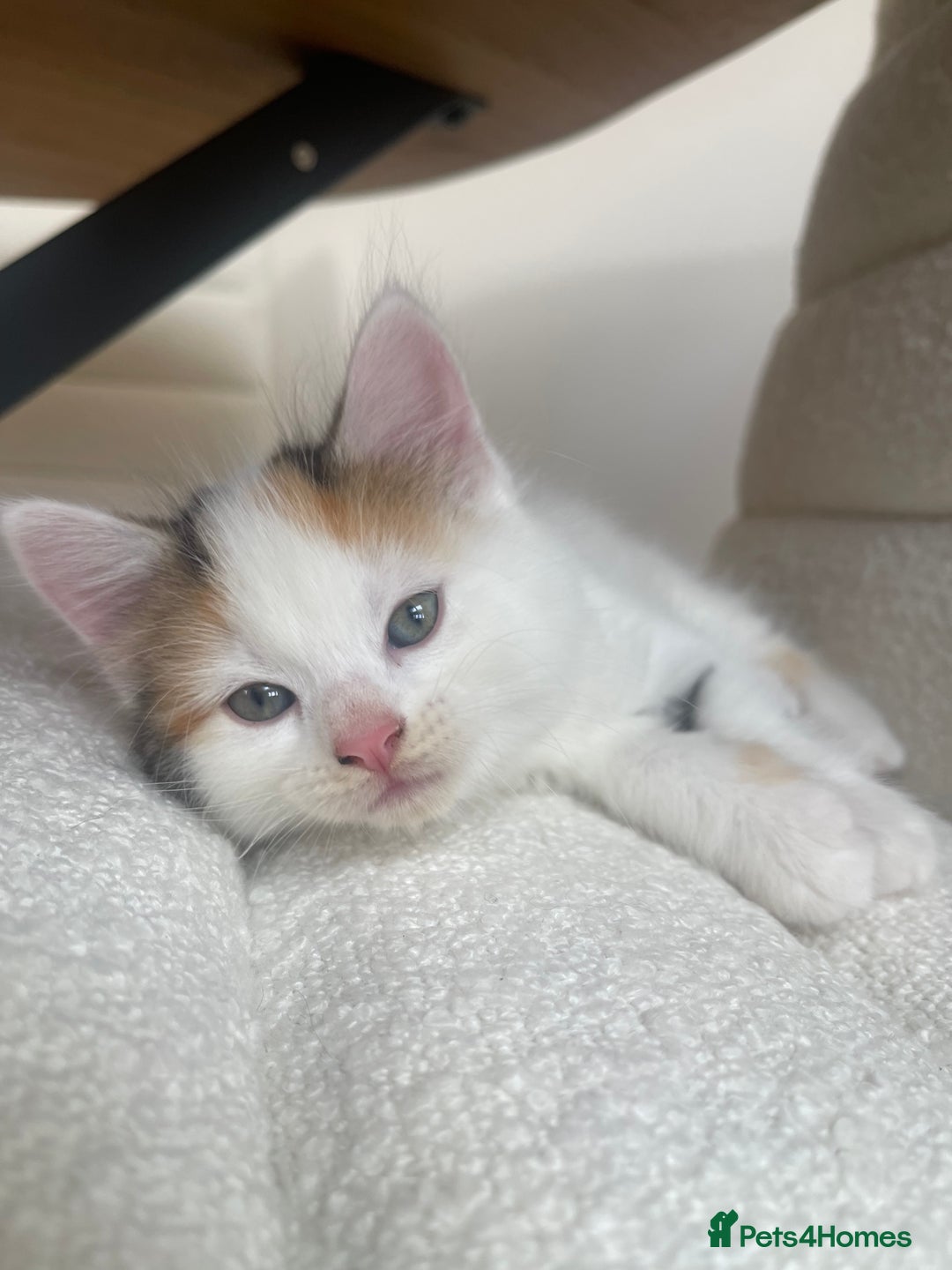 Mixed Breed cats for sale: 3 12-week old kittens available - Image 3