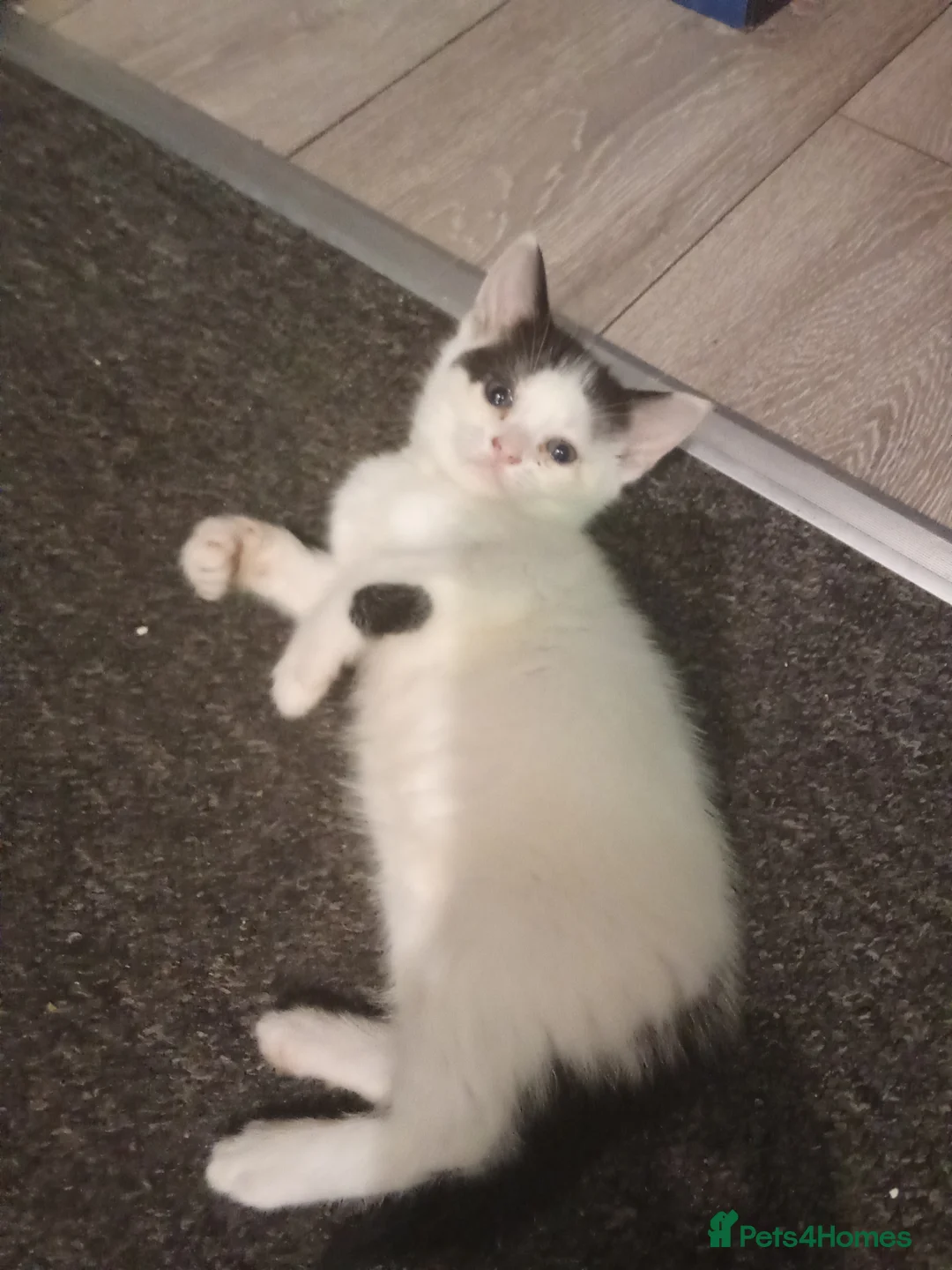 Ragdoll cats for sale: Kittens for sale  - Advert 9