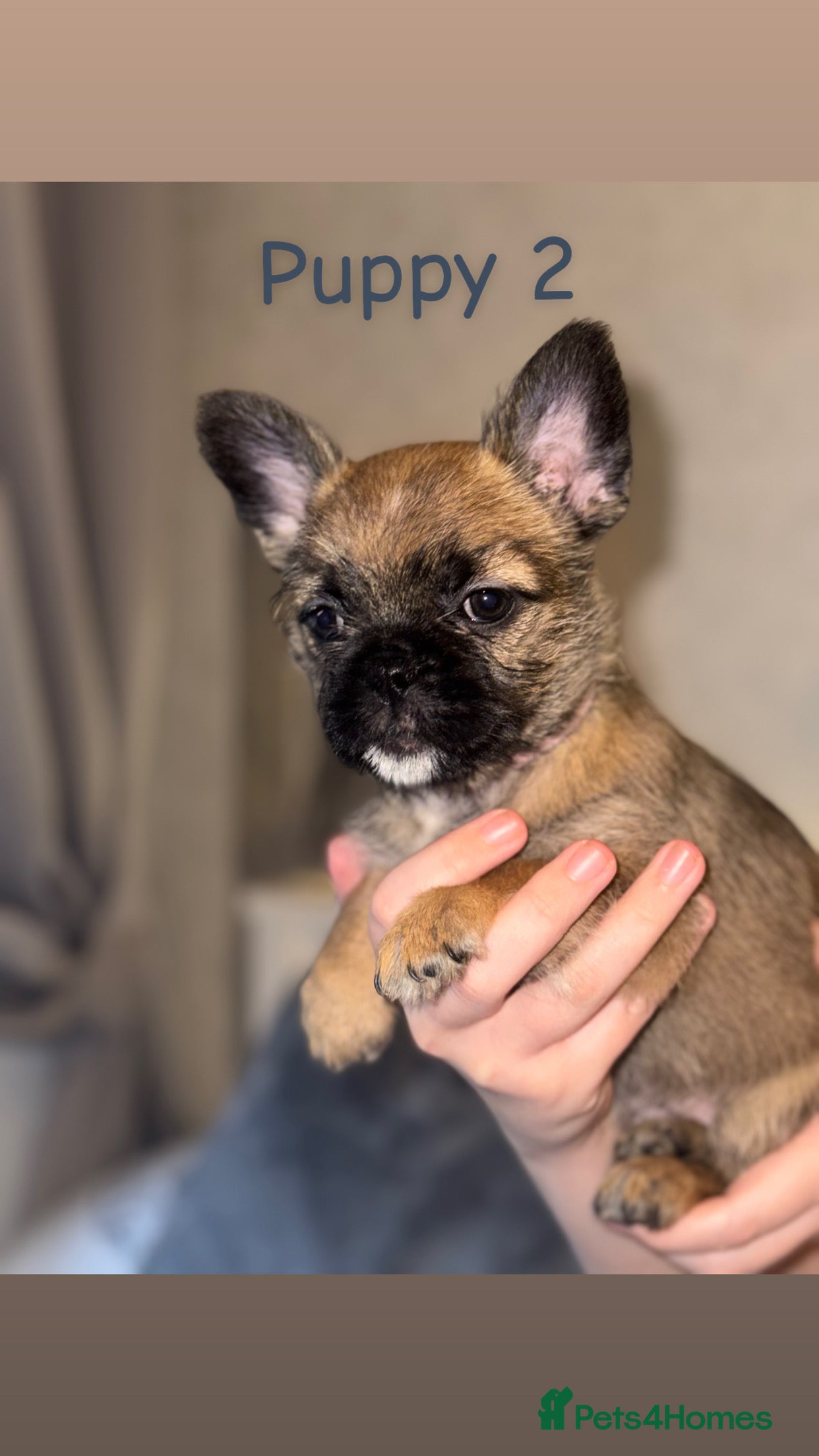 Mixed Breed dogs Pug Shih Tzu x French bulldog  - Advert 1