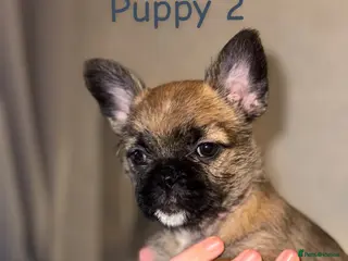 Mixed Breed dogs Pug Shih Tzu x French bulldog - Advert 1