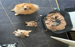 Mixed Breed dogs for sale: X2 Dauchshund/ Pomeranian pups - Image 9