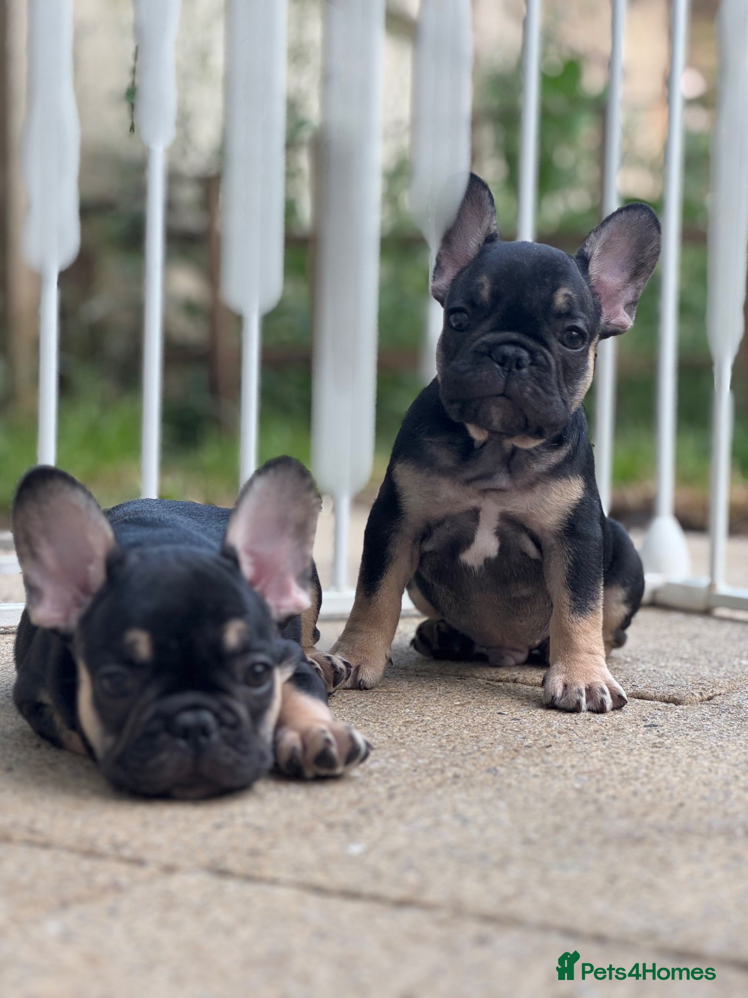 French Bulldog dogs Health CLEAR KC REG FRENCH BULLDOG - Advert 5