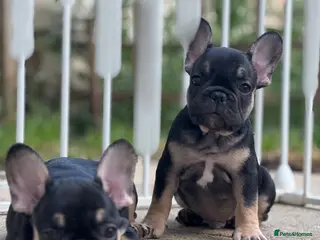 French Bulldog dogs Health CLEAR KC REG FRENCH BULLDOG - Advert 5