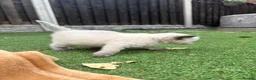 Ragdoll cats for sale: Ragdoll x - Advert 16