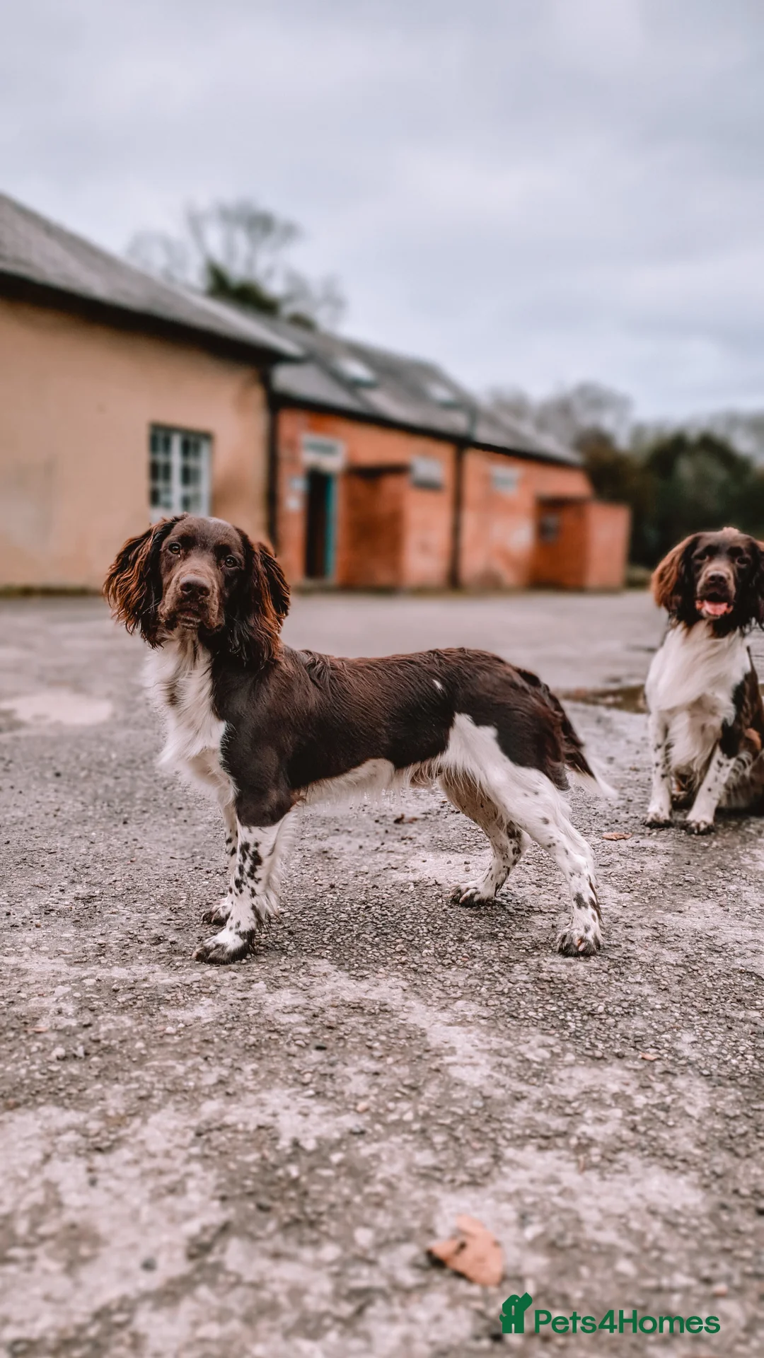 English Springer Spaniel dogs for stud: English Springer Spaniel Stud in Derby - Advert 22