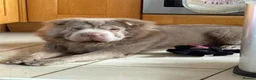 Shar Pei dogs for stud: Beautiful Bear Coat Shar Pei for stud🔥🔥🔥 - Advert 9