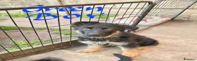German Shepherd Puppy Green