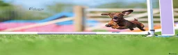 Miniature Dachshund dogs for sale: Beautiful pedigree KC miniature dachshund puppies  - Advert 18