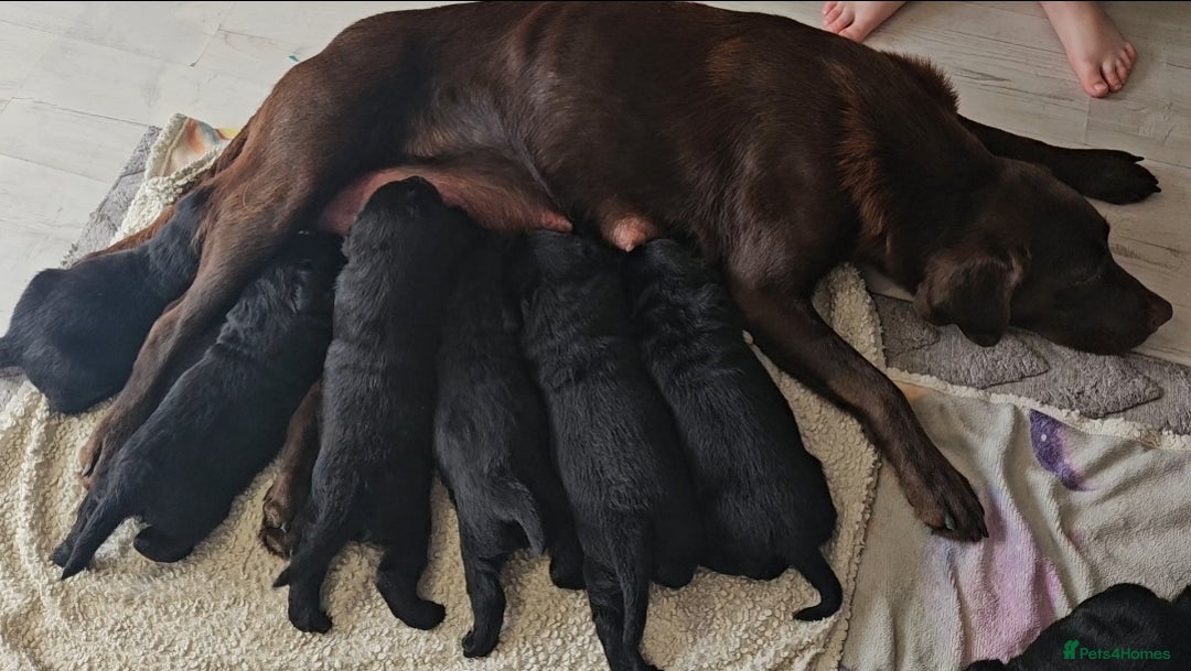 Goldador dogs for sale: Goldador puppies for sale  - Image 6