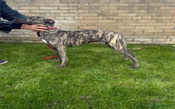 Lurcher dogs for sale: Lurcher pup - Image 4