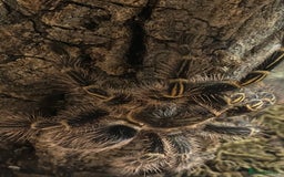 Spiders invertebrates for sale: 4 beautiful tarantulas  - Image 11