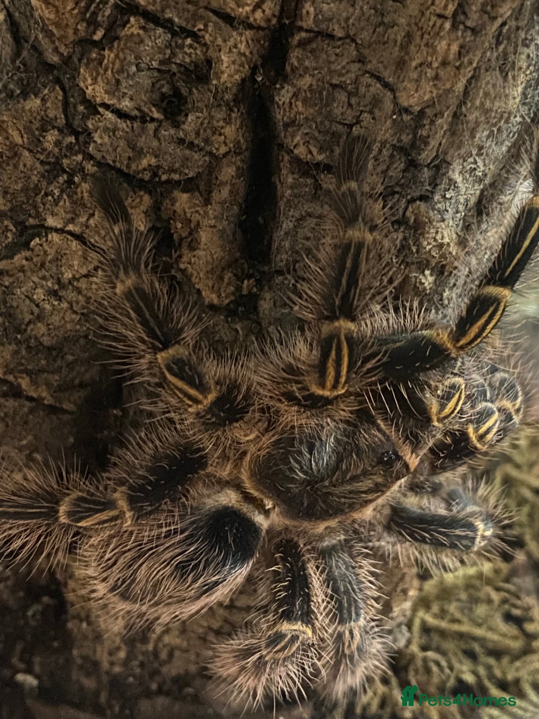 Spiders invertebrates for sale: 4 beautiful tarantulas  - Image 11