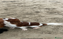 Cavalier King Charles Spaniel dogs for stud: KC registered health tested Blenheim stud in Folkestone - Image 15