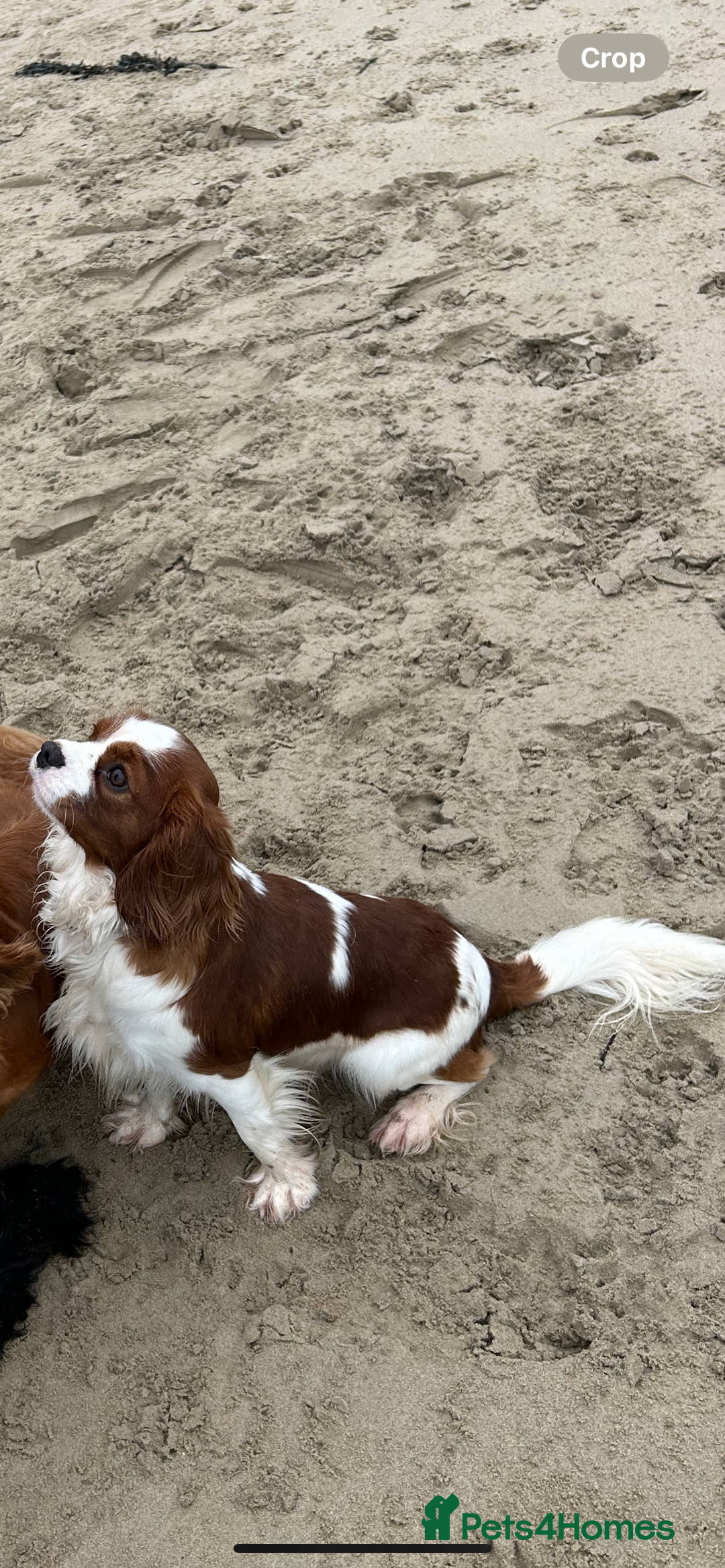 Cavalier King Charles Spaniel dogs for stud: KC registered health tested Blenheim stud in Folkestone - Image 15