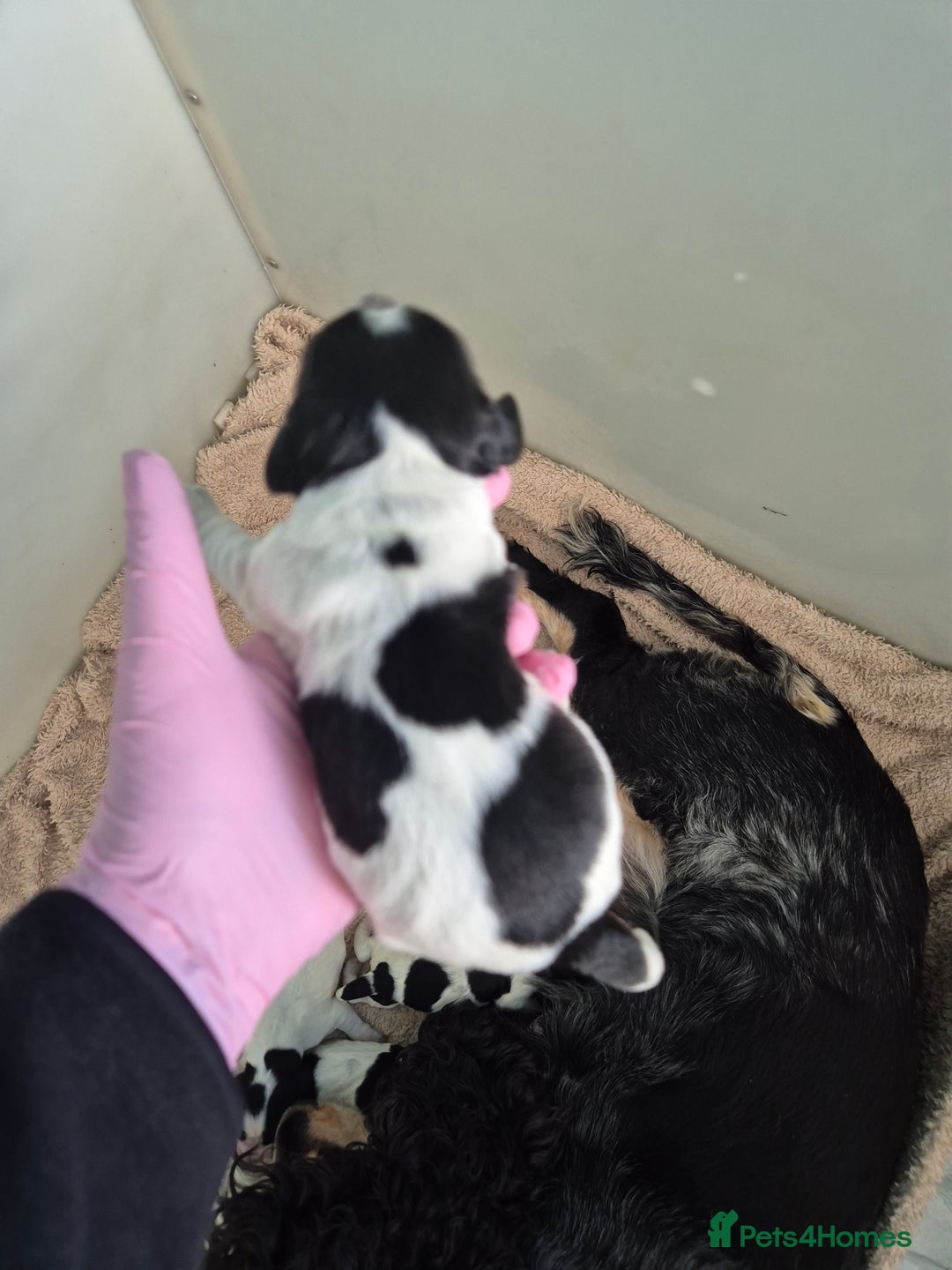 Cocker Spaniel dogs for sale: 6 beautiful Cocker puppies 🐶  - Image 10