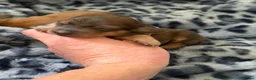 Miniature Dachshund dogs for sale: Champion Lines Minature Dachshunds - Advert 11