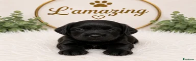 Cockapoo Puppy 3