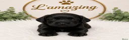 Cockapoo dogs for sale: 5* rated licensed vet approved F2b Toy Mini pups - Advert 5