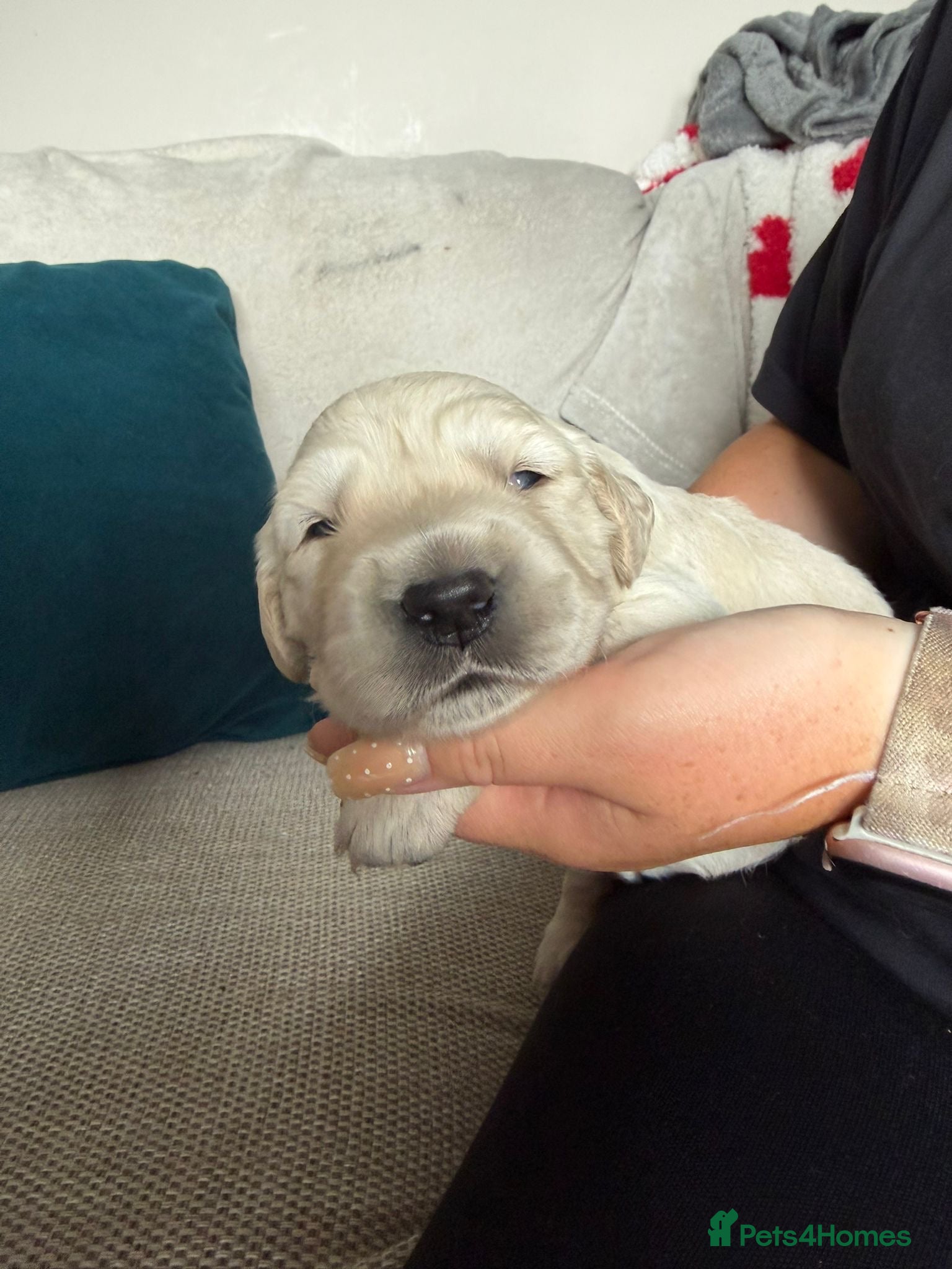 Golden Retriever dogs Beautiful golden retriever puppies  - Advert 1