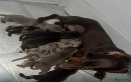 Miniature Dachshund dogs for sale: Miniature Dachshunds  - Image 1