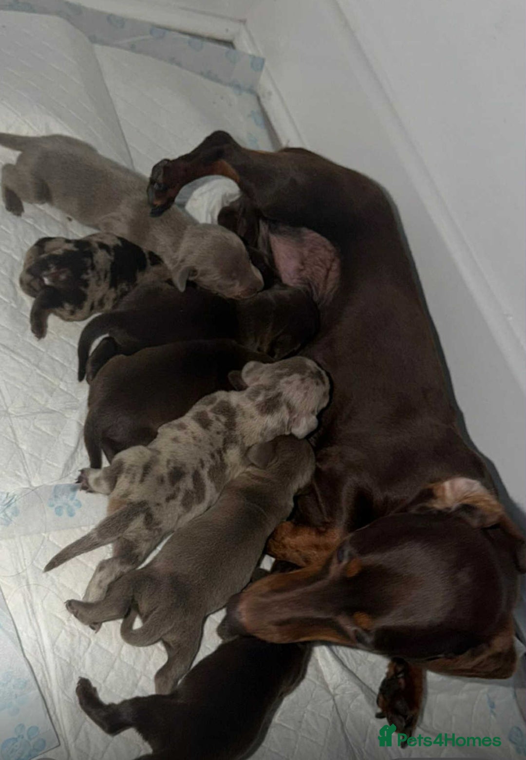 Miniature Dachshund dogs for sale: Miniature Dachshunds  - Image 1