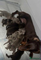 Miniature Dachshund dogs Miniature Dachshunds - Advert 1