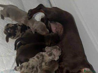 Miniature Dachshund dogs for sale - Advert 1