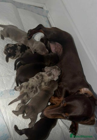 Miniature Dachshund dogs - Advert 2