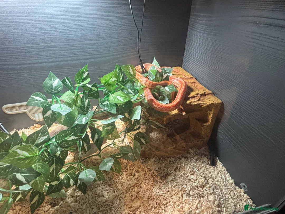 Corn Snake reptiles for sale: Juvenile Amel Tessera Corn Snake - Advert 12