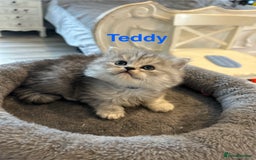 Persian cats for sale: **ALL SOLD** 5 Beautiful Persian Kittens in Doncaster - Image 3