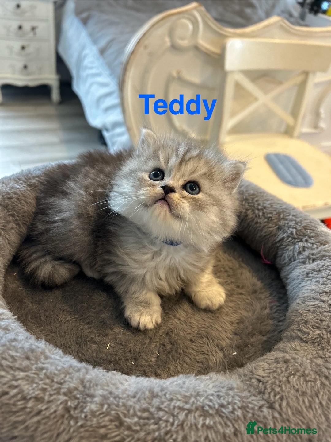 Persian cats for sale: **ALL SOLD** 5 Beautiful Persian Kittens in Doncaster - Image 3