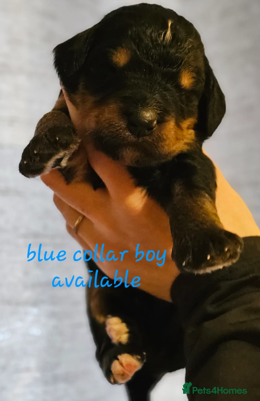 Bernedoodle dogs for sale: All currently reserved! Quality F1Bernedoodle pups - Advert 21