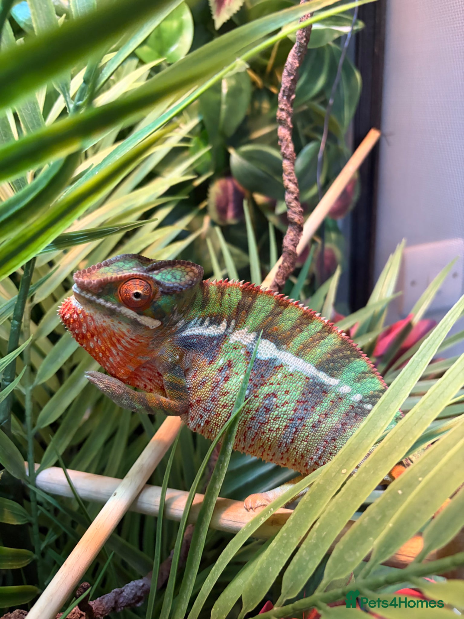 Chameleon reptiles Male panther chameleon  - Advert 10