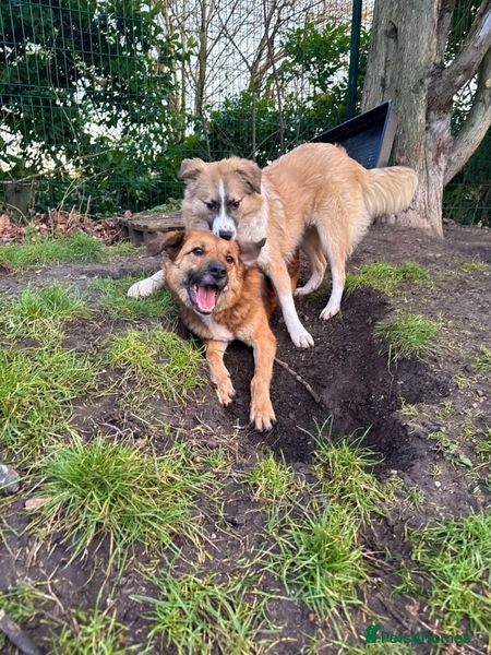 Aladdin — Mixed Breed