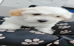 Bichon Frise dogs for sale: Bichon puppy's  - Image 10