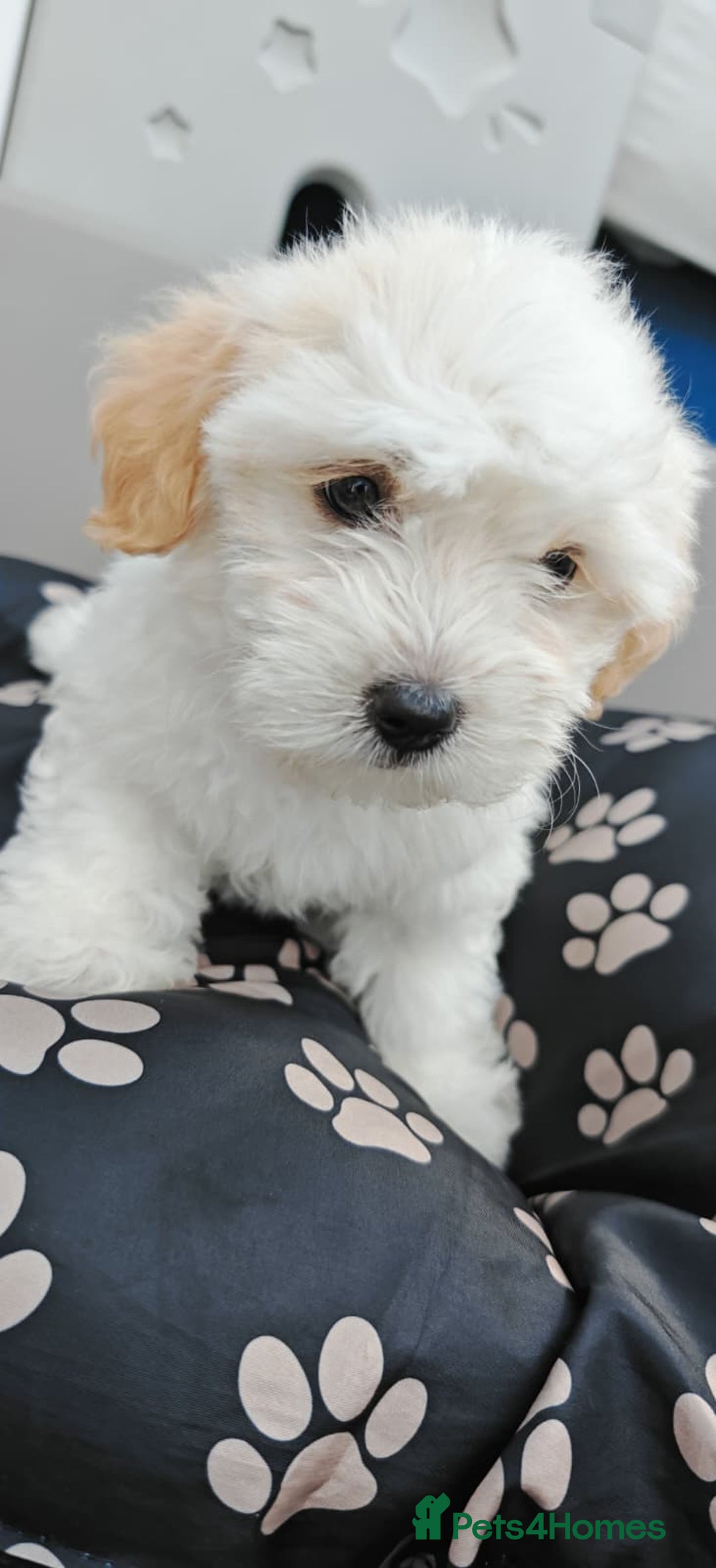 Bichon Frise dogs for sale: Bichon puppy's  - Image 10