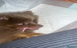 Pomeranian dogs for sale: Nala. - Image 3