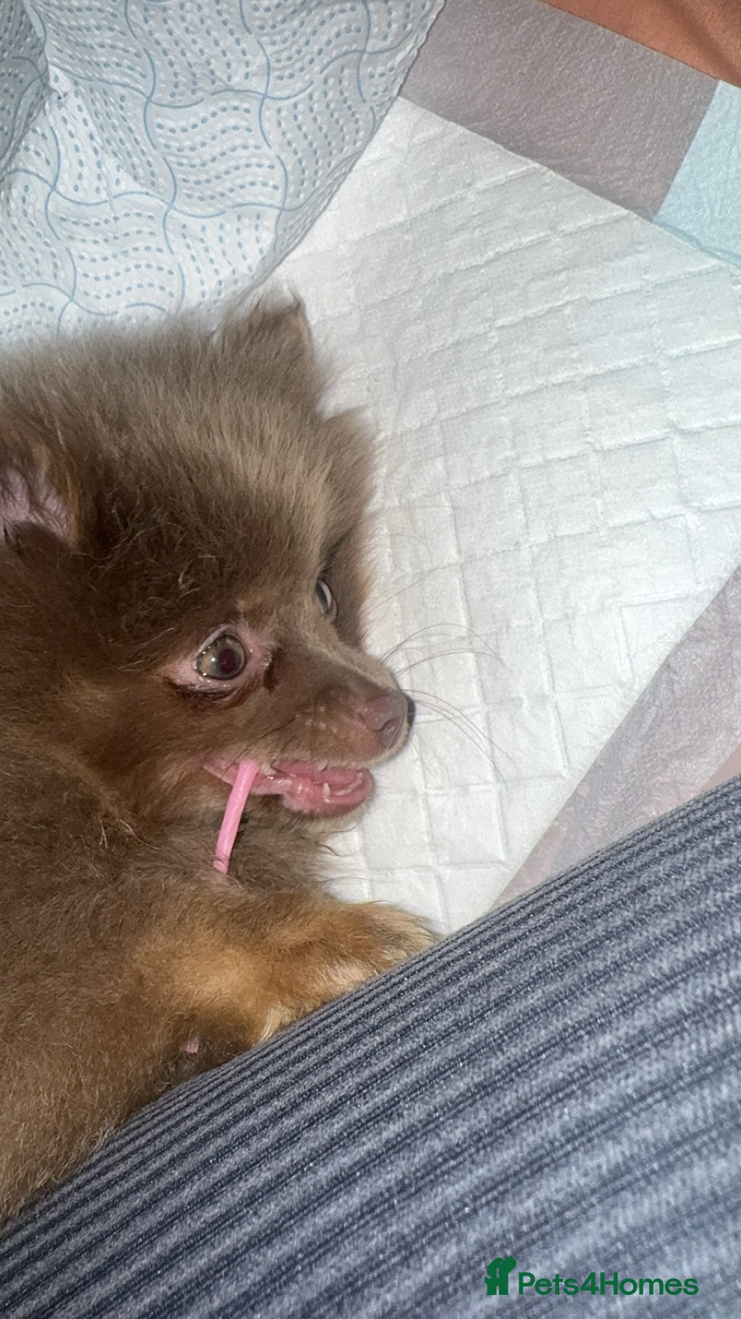 Pomeranian dogs for sale: Nala. - Image 3