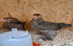 Chickens poultry for sale: Silver pencil Wyandotte LF,gold partridge brahmas  - Image 3
