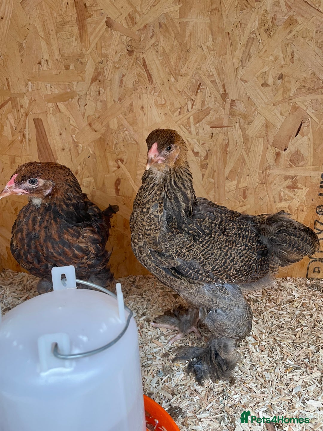 Chickens poultry for sale: Silver pencil Wyandotte LF,gold partridge brahmas  - Image 3
