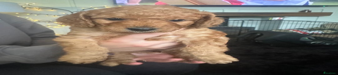 Cockapoo Puppy 3