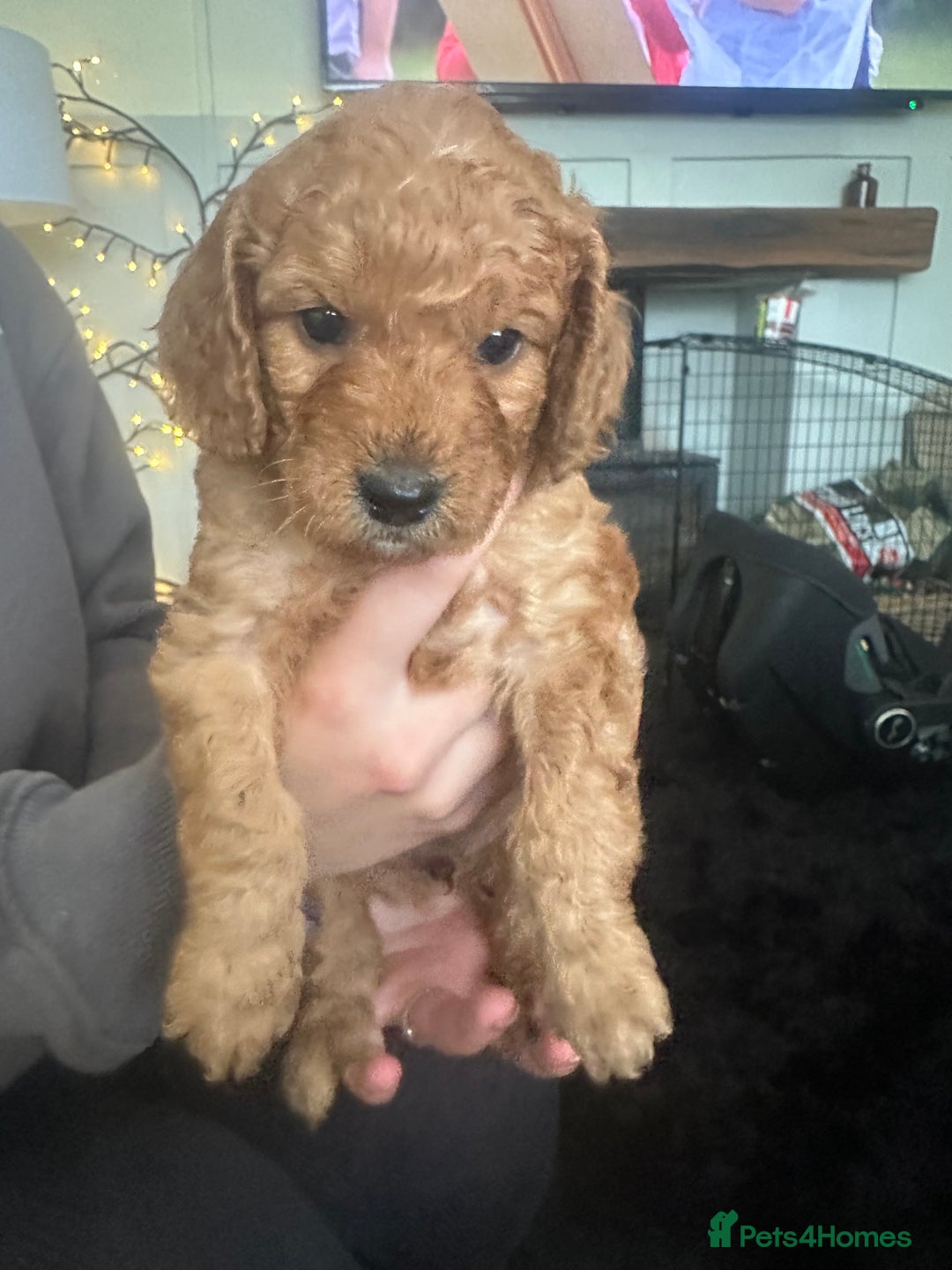 Cockapoo dogs for sale: Adorable F1B puppies born weekly pictures progress - Image 15