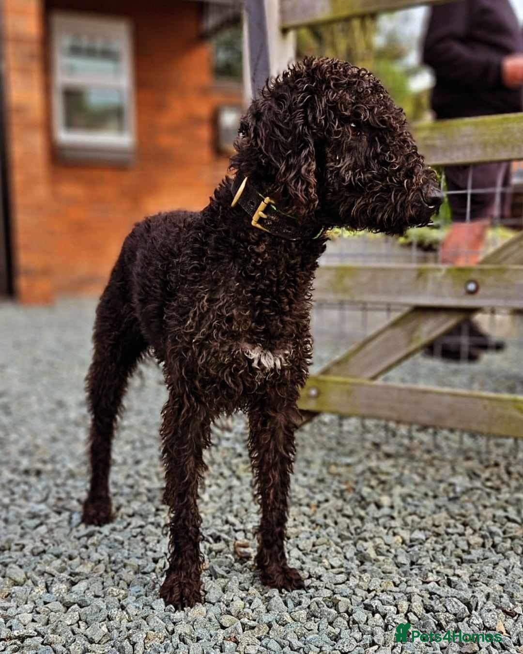 Bedlington Terrier dogs KC Reg’d Bedlington Terrier at Stud - Advert 1