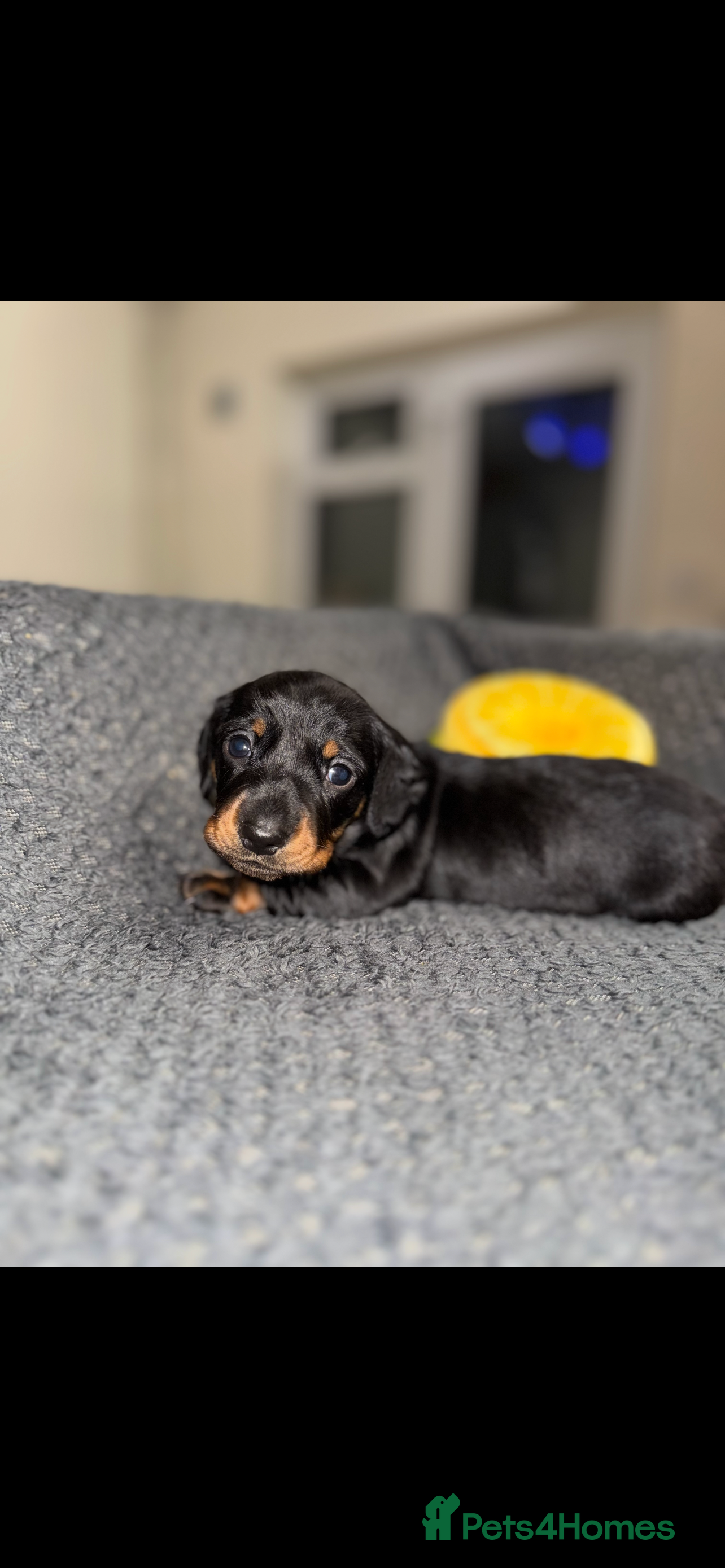 Miniature Dachshund dogs 2 Stunning Black and Tan Boys available🤎🖤 - Advert 5
