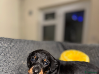 Miniature Dachshund dogs 2 Stunning Black and Tan Boys available🤎🖤 - Advert 5