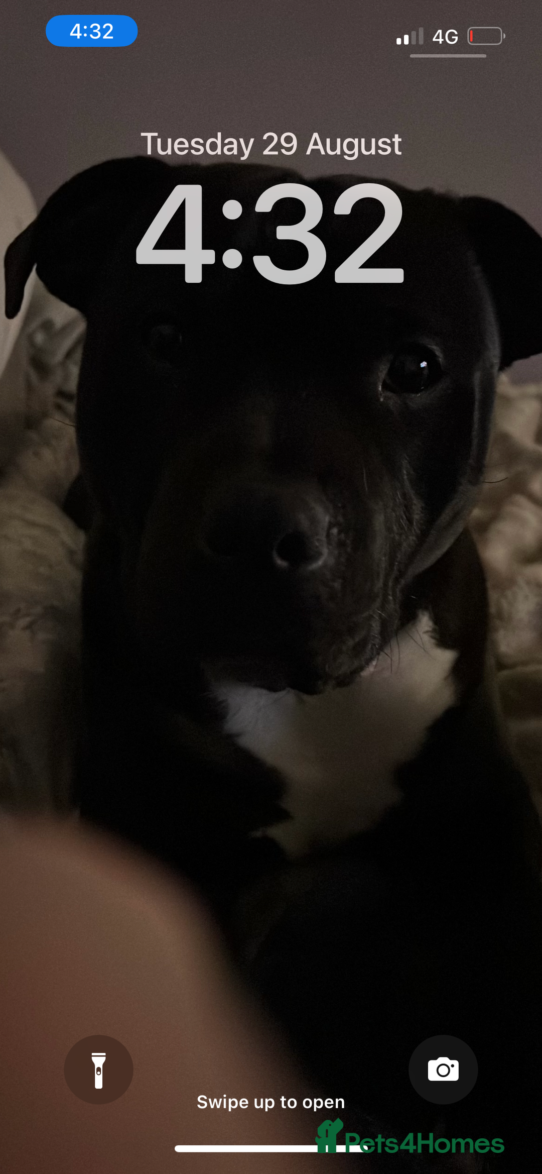 Staffordshire Bull Terrier dogs for stud: Staffy for stud - Image 7