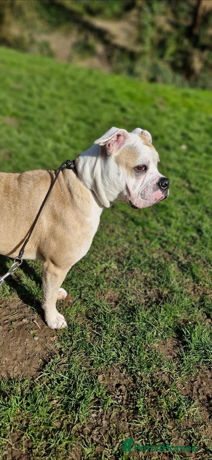 Alapaha Blue Blood Bulldog dogs Beautiful, 18 month Alapaha, pure breed  - Advert 1