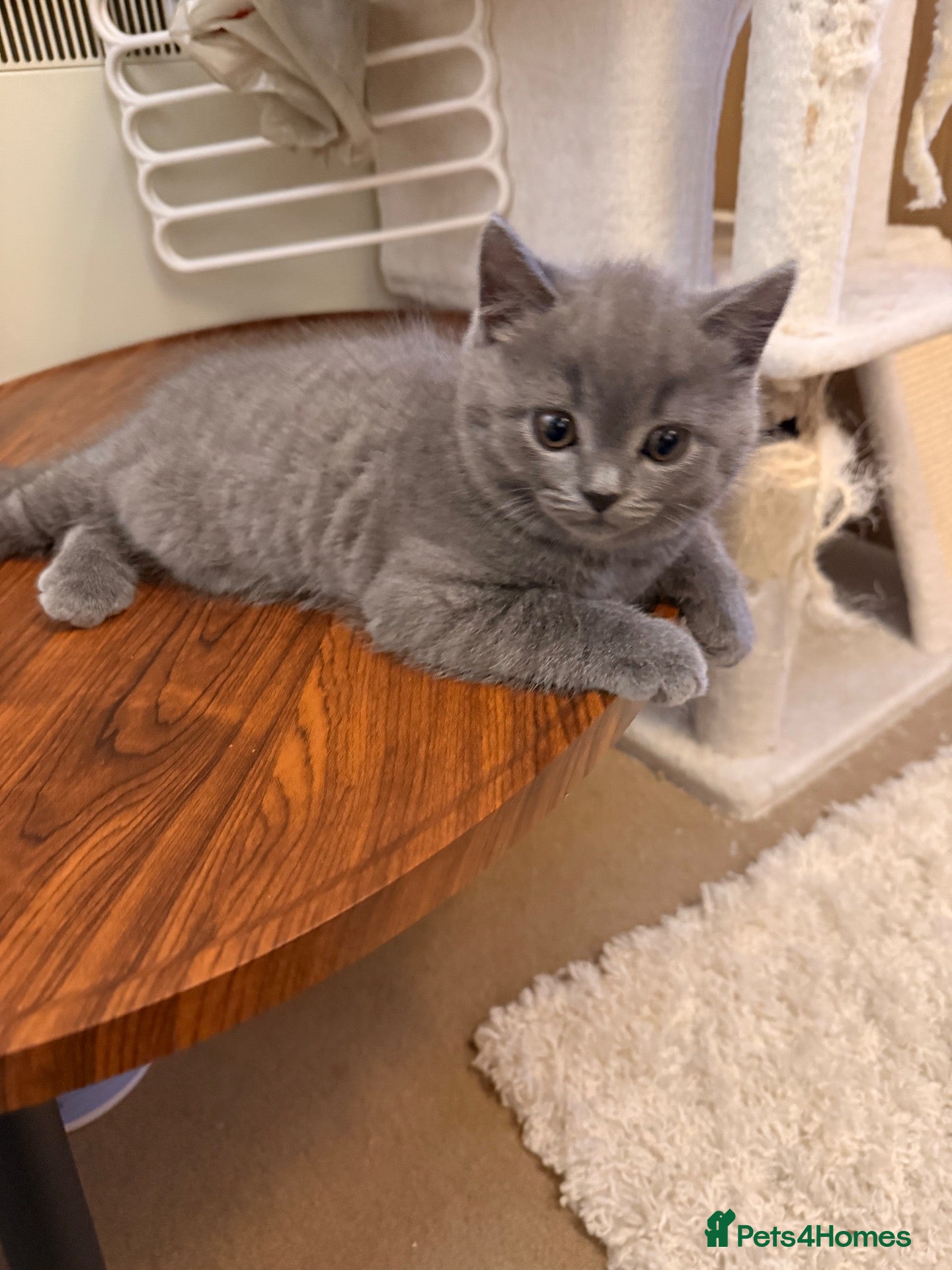 British Shorthair cats Only one British Blue Boy  - Advert 2