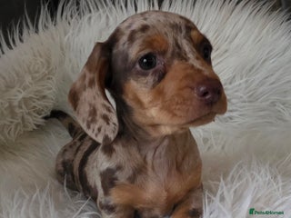 Miniature Dachshund dogs KC reg, gorgeous litter, pra clear.5* Licensed - Advert 7