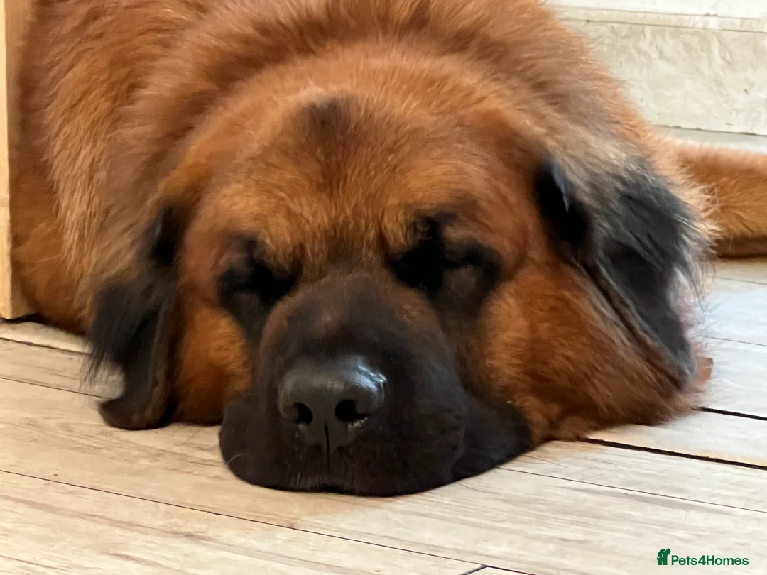 Mixed Breed dogs for sale: Saint Bernard mix - Advert 2